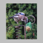 Garrulus glandarius - Eichelhaeher 01.jpg